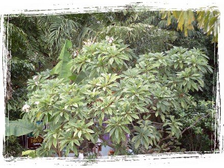 A Plumeria Flower Tree